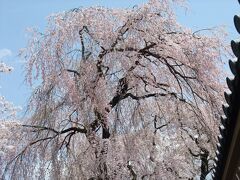 2010.4 京都春の旅～醍醐寺の桜、清水寺ライトアップなど