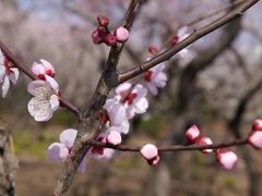 花と緑の振興センター（川口安行）の梅林☆2014/03/16