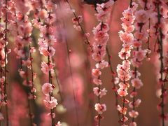 三重　結城神社の枝垂れ梅