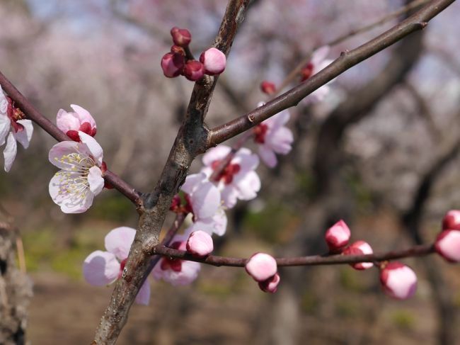 寒かった冬もそろそろ終わり。今年も川口安行の花と緑の振興センターの梅を見に行きました。<br />もう年中行事です。駐車場は混み合うので、朝早めに行くのがいいです。<br />人も少なく、いろいろな種類の梅を鑑賞できます。<br />春ですねえ、もうすぐ。