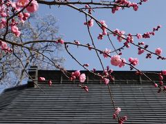 興禅院（川口安行）の梅☆2014/03/16