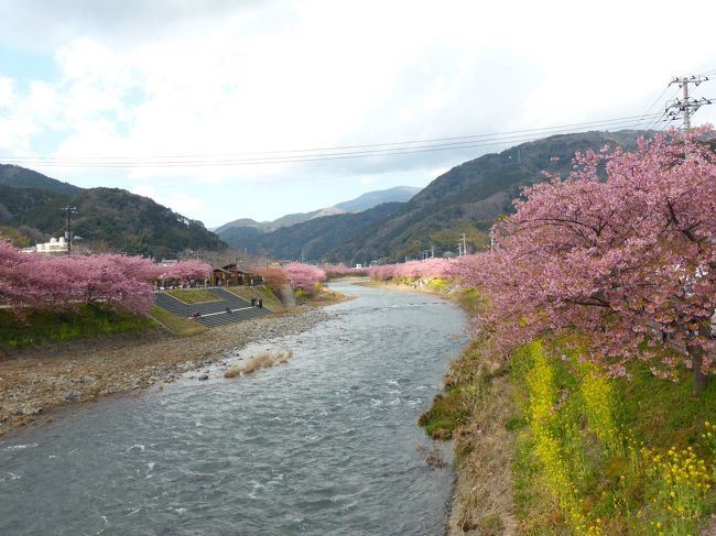 新宿からの日帰りバスツアーで伊豆・河津町へ一足早いお花見へ。<br /><br />ツアーは四季の旅の平日\3500という激安ツアーを利用。<br />去年も利用したこのツアー、安さももちろん大きなポイントではありますが、それだけではなくて、シンプルに河津桜を見て帰ってくるだけなので散策時間が3時間もあるのが大きな魅力です。<br />（帰り道にはトイレ休憩ついでに干物屋さんやかまぼこ屋さんに立ち寄りますがそれもまたバスツアーの楽しみの1つです。）<br /><br />実はここ何年かは毎年のように河津桜を見に行っています。<br />が、最初の年は咲き始めでお花見にはまだまだ遠い状態。<br />2年目は5分咲き。<br />そして今年は満開になったことを確認し、かつ、週間天気もある程度見ながらバスツアーを申し込みました♪<br />なのでさくらは当然、満開！！<br /><br />写真を撮りながらの散策ではたっぷりあるように感じた3時間もあっという間。<br />ピンクの濃い河津桜はどれもこれもキレイでかわいらしくてたくさん写真を撮ってしまいました。