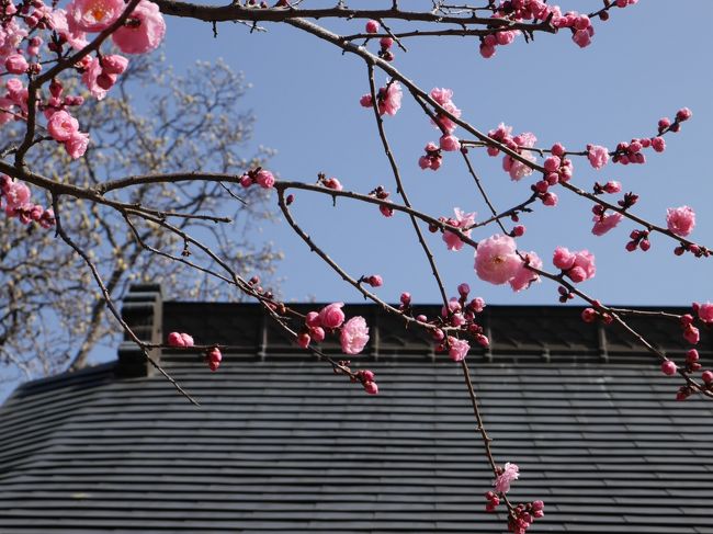 花と緑の振興センターで梅を見た後は、すぐそばの興禅院に。<br />お寺の梅は、また違った風景を醸し出します。<br /><br />花と緑の振興センターの梅はこちら<br />http://4travel.jp/travelogue/10867336