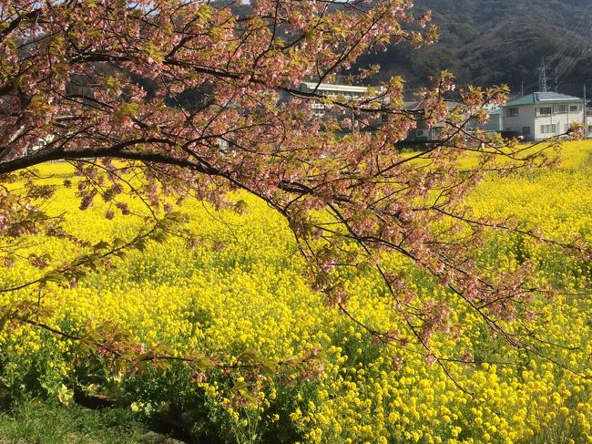 本当に偶然なのですが、Ｓ級サザエを青木さざえ店に食べに行こうと３月１４日に決めました。<br />そして、３月１５日、テレ東のアド街で下田のＳ級サザエを放送。びっくりしました。<br /><br />６時、自宅を出発<br /><br />９時　稲取朝市　げんなり鮨・金目鯛のひもの・いちご・卵・野菜　購入<br />　　　　　　　　<br />１０時　下賀茂の菜の花畑着　昨年よりも、もっと広くなり、真ん中の道路も完成。すごくきれいになっていました。<br />　　　　１月３０日に修理をしていた木の通路も綺麗になっていました。<br />　　　　びっくりしたのは、河津桜が咲いている木も残っていて、楽しめました。<br /><br />１０時４５分　青木さざえ店着　<br />　　　　弓ヶ浜は頻繁に来ているが、いつも、季一遊までまっしぐらだったので、こんなわかりやすい場所にあるとは<br />　　　　思いませんでした。<br /><br />　　　　Ｓ級さざえ　バター焼き定食と弓ヶ浜定食を注文<br /><br />　　　　Ｓ級さざえのでかさがに、あらためてびっくり。<br /><br />　　　　特に、バター焼きにしたときの胆のおいしさ！　<br /><br />そのあと、天城峠を通りましたが、河津桜がきれいでした。七滝へ行けばよかったかな・・・。<br /><br />　　　　午後、東府やベーカリーへ。<br />　　　　まずは、駐車場が一杯で、１３０ｍくらい行き過ぎた空き地へ停めればよいよと案内の方に聞き、そちらへ。<br />　　　　<br /><br />　　　　お店へてくてく・・・なんだ・・・この人だかりは。パンを買うのに、３０分程度の待ち！<br /><br />　　　　絶品のカレーパンなどを購入。<br /><br />　　　　なんと、とんかつ入りのカレーパン・・・カツカレー？なんてのも売っていました。特大カレーパンです。<br />　　　　お値段も６８０円（くらい）。<br /><br />　　　　お店の方の話だと、土日は特に混んでいるということ。さらに、これから、桜の季節から、いろいろとイベントと<br />　　　　重なり、もっと混むそうです。<br /><br />あとは、頑張って・・・。<br /><br />　　　　とにかく道は混み混み。<br /><br />　　　　家についたのは、６時過ぎでした。<br /><br />