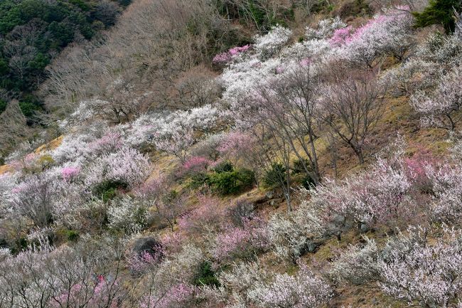 (思いがけず)早春の相模路をぶらりゆく旅。<br /><br />またまた急にこの週末に東京出張に行くことになり(上司とのツマラナイやり取りはもう恒例行事なので省略(苦笑))、さてさて土日はどうしようかな~と。<br />桜の開花にはまだ早いので、そうすると梅の花がまだ残っているかもと調べてみると、前々から気になっていた神奈川県湯河原町にある「湯河原梅林」が、この週末に満開とのこと。<br /><br />湯河原なら東京からも東海道本線1本で比較的近いし、ついてに日頃のダメージ?も温泉で癒せるし……というわけで、今回は早春の相模路をぶらりと旅してみることに♪<br /><br />幕山のふもとに広がる「湯河原梅林」に、約4,000本もの紅梅・白梅が咲き乱れる様はまさに圧巻で、もう春がすぐそばまで来ていることを実感することができました。<br /><br />※この「思いがけず」シリーズって、出張帰りに「ついでに」旅行に行くイメージで書き始めたのですが、最近だと通常の旅よりこっちがメインになってきているような…。<br />まあ、旅行には変わりないんでいいですけど。。。<br /><br />【旅の行程】<br />・東京駅 ~ 小田原駅 ~ (泊) ~ 湯河原駅 ~ 幕山 湯河原梅林 ~ 湯河原駅<br /><br />【(思いがけず)早春の相模路をぶらりゆく旅】<br />・旅行記その2~万葉の里・湯河原温泉そぞろ歩き~<br /> http://4travel.jp/travelogue/10869179<br />・旅行記その3~関東の覇者・北条氏5代の居城 小田原城登城記~<br /> http://4travel.jp/travelogue/10883874<br /><br /><br />【早春の梅を愛でる旅】<br />・偕楽園と弘道館の梅に酔う~2012「水戸の梅まつり」と水戸城下街散歩~<br /> http://4travel.jp/travelogue/10655518<br />・古都京都の四季をゆく・早春編【4】~菅原道真公も愛した、梅の馥郁たる香りに包まれる北野天満宮へ~<br /> http://4travel.jp/travelogue/10770831
