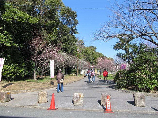 愛知県豊橋市の向山緑地公園内の梅園を歩いてみました。ここには、樹齢約40年で28種類・約400本のの梅があるそうです。<br />2月上旬から3月中旬までのうめまつりの開催期間中ではありましたが、早咲き、中咲きは満開から散り始め、遅咲きは八分咲きから満開の状態でした。<br />