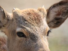 奈良遠足、延々宴会、ちょいシカちゃん☆お・み・ず・と・り　　お水取り～♪第四回大人の遠足は病人の慰労会に改名なのか？