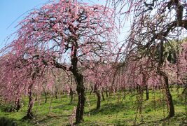 2014春、散り始めの名古屋市農業センターの枝垂れ梅(3/4)：日本水仙、茶席、盆栽展