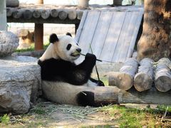 上海★パンダ見に、地下鉄開通で便利になった？野生動物園へ