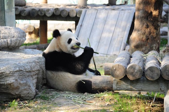 梅を見に行ったあと、パンダを見に野生動物園へ。<br /><br />割とメジャーでアクセスの良い上海動物園と違い、<br />野生動物園は浦東のかなり不便なところにあります。<br />浦東に住んでいる私でさえ、面倒なので行ったことが<br />ありませんでした。(バスがかなり時間かかる)<br /><br />でも、去年の秋ごろ、地下鉄に乗っていたら、<br />「16号線に乗って野生動物園へ行こう!」という<br />広告を目にして、地下鉄が開通したことを知り、<br />16号線で試しに野生動物園まで行ってみることにしました。<br /><br />さてどうなることやら?<br /><br /><br />★★ 野生動物園への行き方 ★★<br />浦東からは…バスでもいけますが、地下鉄+バスの組み合わせが便利。<br />地下鉄2号線龍陽路駅→(バス:浦東26路)→羅山路駅→(地下鉄16号線)→野生動物園駅→(バスOR白タク)→野生動物園<br /><br />もしくは<br />地下鉄6号線東方体育中心駅→(地下鉄11号線)→羅山路駅→(地下鉄16号線)→野生動物園駅→(バスOR白タク)→野生動物園<br /><br />浦西からは…<br />地下鉄江蘇路駅→(地下鉄11号線)→羅山路駅→(地下鉄16号線)→野生動物園駅→(バスOR白タク)→野生動物園