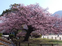 向島小学校（山口県防府市）の寒桜を見に