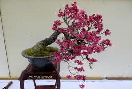 2013春、三分咲の名古屋市農業センターの枝垂れ梅(2/2)：盆梅展、街路樹の枝垂れ梅