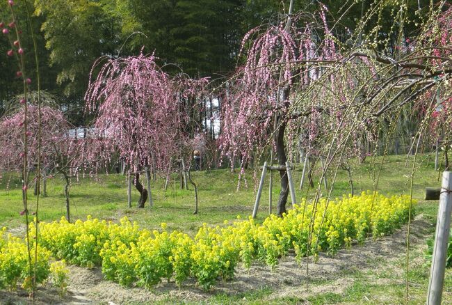 2013春、三分咲の名古屋市農業センターの枝垂れ梅(1/2)：緑咢枝垂れ、呉服枝垂れ