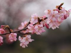 河津桜が見ごろになりました