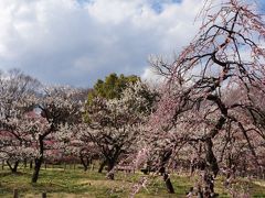 梅の花見頃の府中郷土の森博物館 梅花見とレトロ建物見物