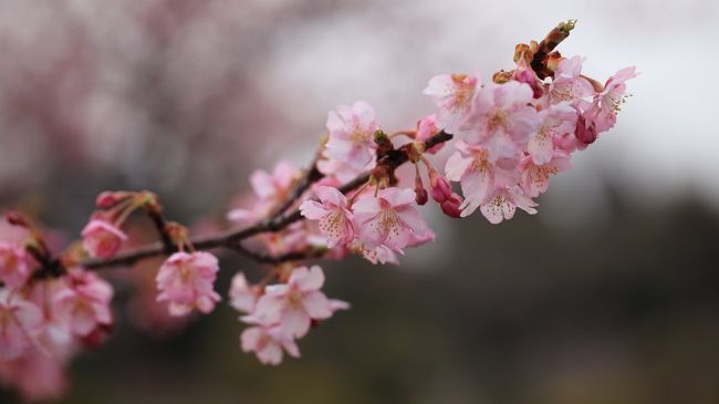 河津桜が見ごろになりました