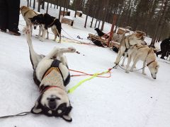 ２度目のフィンランド　9日間のんびり旅　～４日目　サーリセルカで犬ぞり～