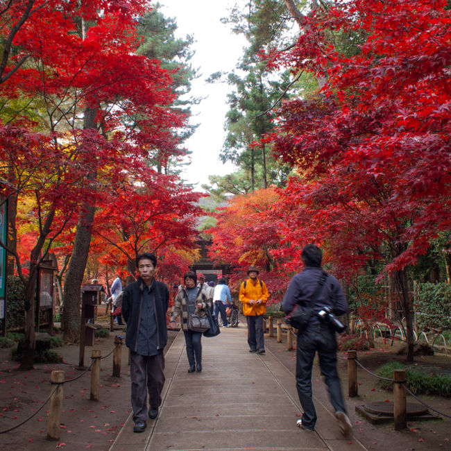 自宅から近い埼玉県新座市にある平林寺。<br />武蔵野の面影を残す雑木林が境内に広がってます。<br /><br />※平林寺へのアクセスなど<br />　東武東上線朝霞台駅から東久留米駅行き<br />　東武東上線志木駅からひばりヶ丘駅行き<br />　西武池袋線ひばりヶ丘駅から志木駅行き<br />　西武池袋線東久留米駅から朝霞台駅行き<br />それぞれの駅から出発する西武バスに乗車し平林寺バス停で下車します。<br />バス停目の前に平林寺があり、拝観料は大人500円です。<br /><br />◎平林寺　http://www.linkclub.or.jp/~kiyota/heirinji/heirinji.html<br /><br />カメラ：OLYMPUS PEN E-P2<br />レンズ：PROFESSIONAL KINOTAR 12.5/1.4<br />　　　　OLYMPUS M.ZUIKO DIGITAL 17mm/f2.8