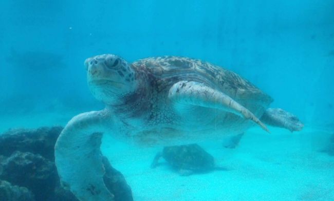 2月にマイルで沖縄本島にいけることになりました。（自分のマイルではないのですが）<br />滞在時間が短いので那覇泊まることに<br /><br />1日目は寝るだけだったので東急ビズフォート那覇。<br />2日目はダブルツリーヒルトン<br />ヒルトンのタイムセールがあり、トリプルルームが約10000<br /><br />シーズンオフとポイントを利用したせいもありますが、宿泊費は一人約5000とかなり抑えることができました。