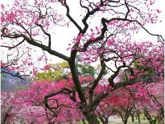 Solitary Journey ［1341］ 栗林公園で観梅♪ふんわりと甘い梅の香りに包まれました。＜春うらら～♪四国四県・車旅＞香川県高松市