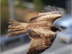 Solitary Journey ［1342］ 絶景！大鳴門橋‘エスカヒル鳴門’＆断崖絶壁、阿波の土柱＜春うらら～♪四国四県・車旅＞徳島県鳴門市