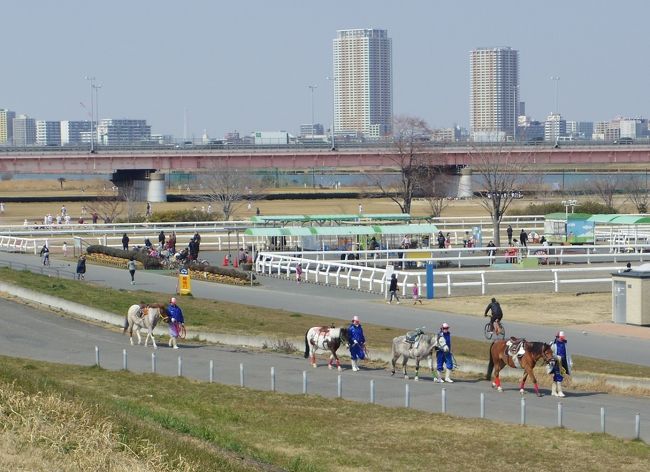 いよいよ、ラスト第13弾！　東京メトロ9路線、都営地下鉄4路線　の最後は都営新宿線です。<br /><br />まず、本八幡からスタート<br />　<br />と行きたい所でしたが、この路線を早くスタートしたいのに朝起きるのが遅かったため、<br />1回目は家から最も近い馬喰横山→住吉まで歩き、<br />2回目は本八幡からスタートするも、江戸川の橋を渡るため大回りをして一之江までしか歩けず、<br />3回目は一之江から住吉、<br />4回目新宿から馬喰横山　そして、ここがゴールとなったのでした。<br /><br />さて、どうやって旅行記作ったらよいのやら・・・・<br /><br />表紙写真は、江戸川で橋を渡って迂回中、篠崎ポニーランドから河川敷に出てきたお馬さんたち。<br />これから、子供を乗せてあげるようです。