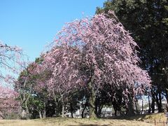 荒山公園の梅