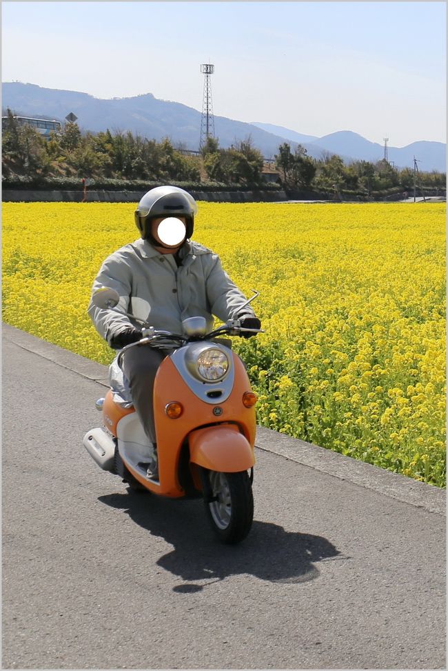 ■春うらら〜四国四県・車旅♪　＊最終記＊　見奈良の菜の花畑〜の巻<br /><br />▼見奈良の菜の花畑／愛媛県東温市見奈良<br />　18,000平方メートル（約5,400坪）の菜の花畑で、約100万本の菜の花が咲き誇ります。<br />　畑一面に咲き誇る菜の花。風に吹かれて、まるで波打つように菜の花が揺らめく光景は「菜の花の海」という表現がぴったりです。<br />　遠くには、石鎚山に連なる標高1200m級の山が幾重にも連なる様子も見えます。<br /><br />≪４日目≫　　最終日<br />★宇和島城／愛媛県宇和島市丸之内<br />▼松山自動車道西予宇和インタＯＦＦ<br />★卯之町の古い町並み／愛媛県西予市宇和町卯之町<br />★宇和先哲記念館／愛媛県西予市宇和町卯之町<br />★宇和民具館（ひな祭り）／愛媛県西予市宇和町卯之町<br />★開明学校／愛媛県西予市宇和町卯之町<br />▼松山自動車道内子五十崎インタＯＦＦ<br />★内子座／愛媛県喜多郡内子町内子<br />★町立図書館／愛媛県喜多郡内子町内子<br />★木蝋資料館／愛媛県喜多郡内子町内子<br />★八日市・護国の町並み／愛媛県喜多郡内子町内子<br />▼松山自動車道伊予灘ＳＡ<br />▼松山自動車道川内インタＯＦＦ<br />★見奈良の菜の花畑／愛媛県東温市見奈良<br />▼今治小松自動車道<br />▼西瀬戸自動車道（しまなみ海道）来島海峡ＳＡ<br />▼山陽自動車道<br />▼帰宅<br /><br />【手記】<br />　＊最終記＊です。春の陽気に誘われて四国をのんびりゆっくりと大雑把にぐるっと愛車で走り回ってきました。３月の四国旅行記をちょっとずつ作成しております。<br />　４日目、四国の旅最終日です。この日は宇和島城朝の散歩でウロウロ、卯之町・内子（八日市・護国）といった古い町並みを歩き回りました。愛媛の雛祭りは４月３日なんですネ。<br />　また、旅の終わりに、畑一面に咲き誇る100万本の菜の花に運よく遭遇しましたので、そこにも立ち寄ってみました。