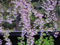 2泊3日みちのく桜旅　（雨の角館でわずかに残った枝垂れを愛でる）