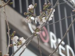 桜の開花がもうすぐの江戸桜通りを歩く