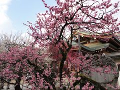 北野天満宮梅苑へ行ってきました☆