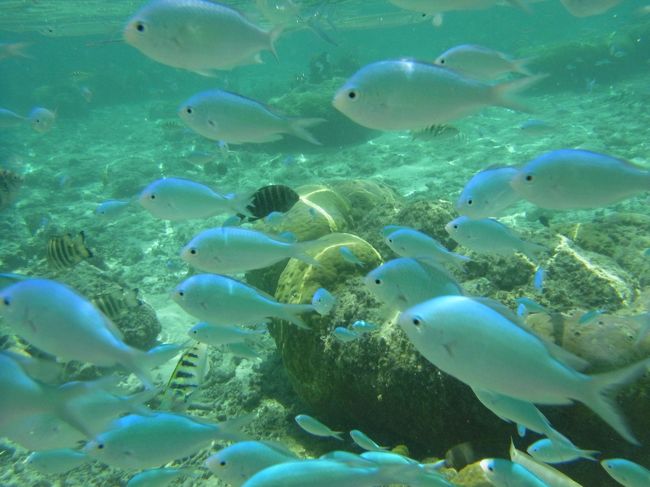 グアムで魚になる①の続きです。