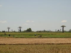 バオバブ並木と子供たちの旅