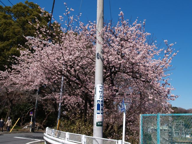 　この冬は特別に厳寒だったので早咲きの桜の開花も例年よりはかなり遅い。染井吉野の2週間程度早く咲く桜として東戸塚駅の早咲きの桜の開花をチェックしてきたが、先週はまだ河津桜やおかめ桜が開花したばかりだったので寄らなかった。暑さ寒さも彼岸まで。さすがに春分の日になったので、寄ってみたら、もう満開に咲き誇っていた。<br />　この冬の寒さで花びらの色が例年よりも濃いように思える。この東戸塚駅の早咲きの桜が開花するといよいよ春本番を向かえ、染井吉野が一斉に咲き出す。おそらくは、1週間後の3月28日あたりがそうであろうか？<br />（表紙写真は満開となった早咲きの桜）