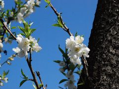 二ヶ領用水（川崎市中原）の花桃散策