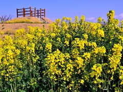 菜の花が見ごろ長崎鼻