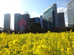 今年も菜の花を見に、浜離宮へ　