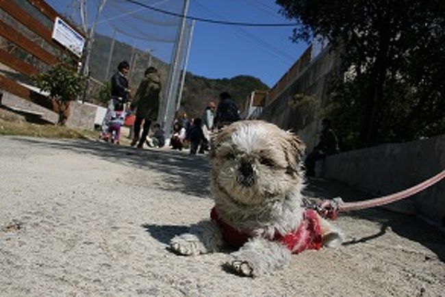 テレビでみたらしく新屋島水族館としろとり動物園に行きたいとのリクエスト。<br />子どもが大好きなうどん店めぐりとあわせて出かけてきました。<br />とても充実した大満足の旅行となりました。