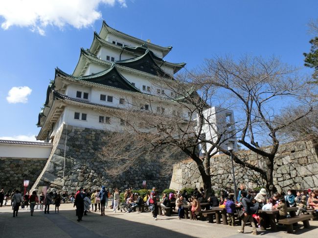 3月21日から名古屋城春まつりが始まりました。<br />桜には少し早いけど、どんな感じで賑わってるのか<br />少しだけ散歩して参りました。<br /><br />世間は三連休。そこそこの人出でしたね。<br />たまに名古屋城に行くと、おやっこんなに人気があるの?<br />って感じで驚かされます。