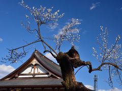 ようやく同慶寺の梅が咲いた！