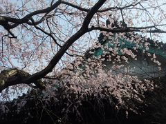 2011.4 鎌倉～桜・長谷、大町他