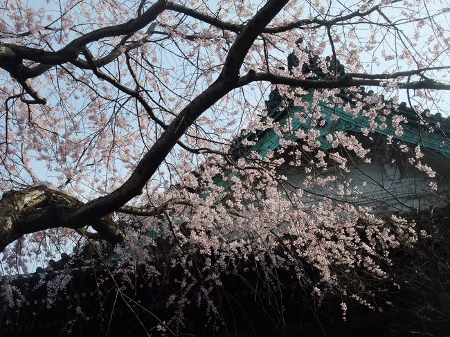 2011年鎌倉散策第1弾、妹と廻りました。桜のシーズンですが、東日本大震災の直後ということもあり人は少なかったです。