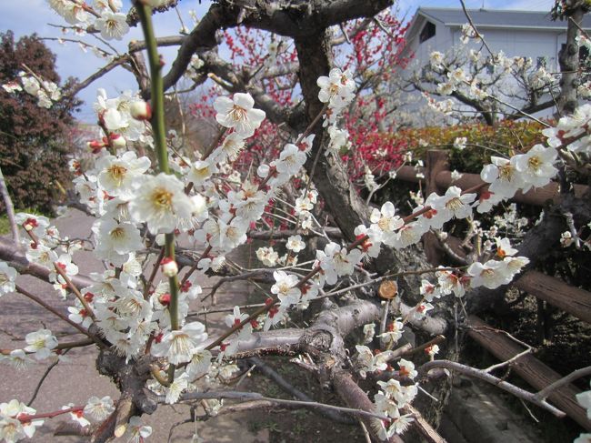 ネットで近くの梅園を検索していてここを知りました。<br /><br />http://www.kankou-gifu.jp/event/1294/<br /><br />梅園脇の土手沿いにはソメイヨシノの並木があったので、桜の時期にも良いと思いました。