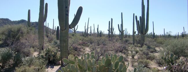 サワロ国立公園周辺 旅行 クチコミガイド フォートラベル アメリカ Saguaro National Park サワロ国立公園周辺 旅行 クチコミガイド フォートラベル アメリカ Saguaro National Park