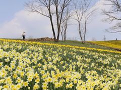 Solitary Journey ［1355］ 春の喜び“スイセンファンタジー２０１４”＆早春の花“クロッカス”＜備北丘陵公園・みのりの里＞広島県庄原市