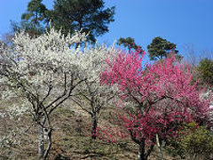 青梅の梅　見納め《梅の公園》１２６０本伐採