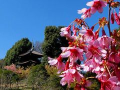 椿山荘の春はすぐそこです