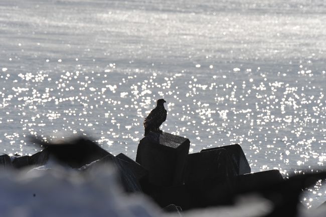 流氷とワシの写真を撮りたくて調べていたら、羅臼から早朝船が出ていて流氷とワシが撮れるということで羅臼にしました。<br />網走からの砕氷船も考えていましたが、こちらの方が良いみたいなので。<br />宿の条件として温泉が欲しい。バスが中標津空港から乗り継ぎになって不便なのでどうしようかと思っていたら、1500円で中標津空港に迎えに来てもらえ、早朝写真撮影コースがあるということで、羅臼の宿まるみにしました。<br />時期は過去の流氷接岸の頻度から3月初旬〜中旬を考え、3月12日早朝の船に乗る予約を入れました。<br />宿の人からは、流氷の具合によって船が出ない時もあると言われましたが、飛行機も予約をしました。<br />ただ、船が出ない場合、羅臼まで民宿の温泉に入りに行っただけというのは・・・<br />釧路に行ってタンチョウを撮影も予定に組み込みました。<br />流氷撮影が出来れば、昼頃の釧路行きバスで夕方釧路着でその日は釧路に泊まり、翌日にバスで丹頂の里へ行って撮影し、バスで釧路空港へ行く。<br />船が出ない場合は、9時過ぎの釧路行きバスで釧路に13時前。13時半頃の鶴居行きバスで15時前に伊藤サンクで撮影し、バスで釧路に戻り釧路泊。翌日は流氷が来た場合と同じ予定。<br />まぁ流氷ＯＵＴでもタンチョウとオジロワシが撮れるからいいかということで羅臼に行きました。<br />以下が行動した結果です。<br />3月11日（木）<br />家を6時半頃でて伊丹空港に8時頃着。<br />9時発の羽田経由のANAで中標津空港13時過ぎ着。<br />宿からの迎えのマイクロで14時過ぎに羅臼の宿まるみに着く。<br />宿に事前に送っていた三脚と衣類を受け取り部屋へ。<br />部屋は１階の駐車場前のカーペット敷き。カーテンをしていないと外から丸見え。<br />宿からすぐにあるコンビニで昼飯を仕入れる。ついでに翌日のためバス停を探す。<br />屋上の展望台から撮影。海が鉛色だった。夕食までに温泉に行くが、湯船が小さい。晩飯は海の物がメインだがあまり印象がない。<br /><br />3月12日（金）<br />船は出なかった・・・<br />仕方なく新館屋上展望台から朝日の撮影。<br />朝食後、宿の人に頼んでワシに餌を蒔いてもらい、食堂外の展望台から撮影。<br />面白くない。<br />9時前にチェックアウトして9時10分発の釧路行きに乗り釧路駅前着12時40分頃。<br />13時25分発の鶴居行きまで少し時間があるので駅改札近くでおにぎりを購入。<br />14時半頃に鶴居村役場着。歩いて伊藤サンクへ。<br />1時間ほど撮影し、16時21分発釧路行きに乗り、17時半頃に釧路着。<br />宿はラビスタ釧路川。タクシーで行く。<br />チェックイン後、幣舞橋の付近でイルミネーションがあったので撮影し、ローソンを探して夕食を仕入れた。<br />21時過ぎに無料夜泣きそばを食って寝る。<br />朝4時過ぎに起きて温泉に入り、ゆっくりする。誰もいない時間と思ったが、入っている人がいてる。<br />脱衣場横のランドリーコーナーで洗濯。洗剤も無料。乾燥機は100円で20分。<br />着ていた物まで洗ってしまったので、乾燥が出来るまで露天風呂でゆっくり。<br />朝食は勝手丼だ。甘エビ、いくら等を入れて食い放題だ。ここの朝食は本当に豪華だ。<br />チェックアウトして駅まで歩いて、10時15分発の阿寒湖行きに乗り、丹頂の里に11時半頃着き、赤いベレーで昼食。<br />12時過ぎに赤いベレーを出てグルスへ。15時過ぎまで撮影し、15時36分発釧路行きで釧路空港に16時着。<br />16時55分発の羽田経由関空行きで関空に21時半着。<br />南海と近鉄で自宅着が23時半頃。<br />