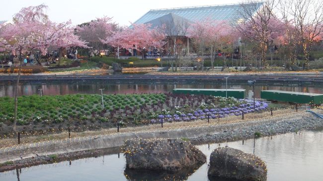 夕焼けの空になって、一気に人ごみが増してきました。<br /><br />桜の花がライトアップされ、景色が変わってきます。この時期は、ライトアップと、桜と梅と、チューリップと多種類楽しめてお得感ありますね。<br /><br />ライトアップも見ていくつもりでしたが、帰りの時間が心配になり、又次回としました。