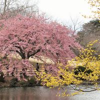 東京ふらり散歩２０１４春